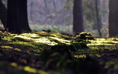 Bodenfruchtbarkeit: Warum die Erde das Fundament jeder Pflanze ist